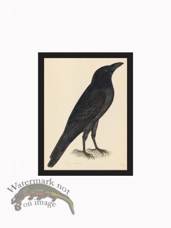 Rudbeck CFA_BF 15 Raven